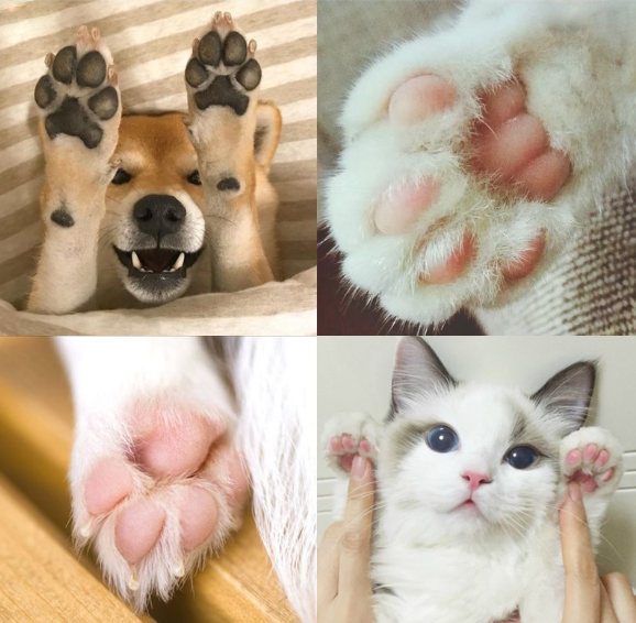 925 Sterling Silver Pet Paw Engraved Necklace Personalized Gift For Pet Lover - onlyone